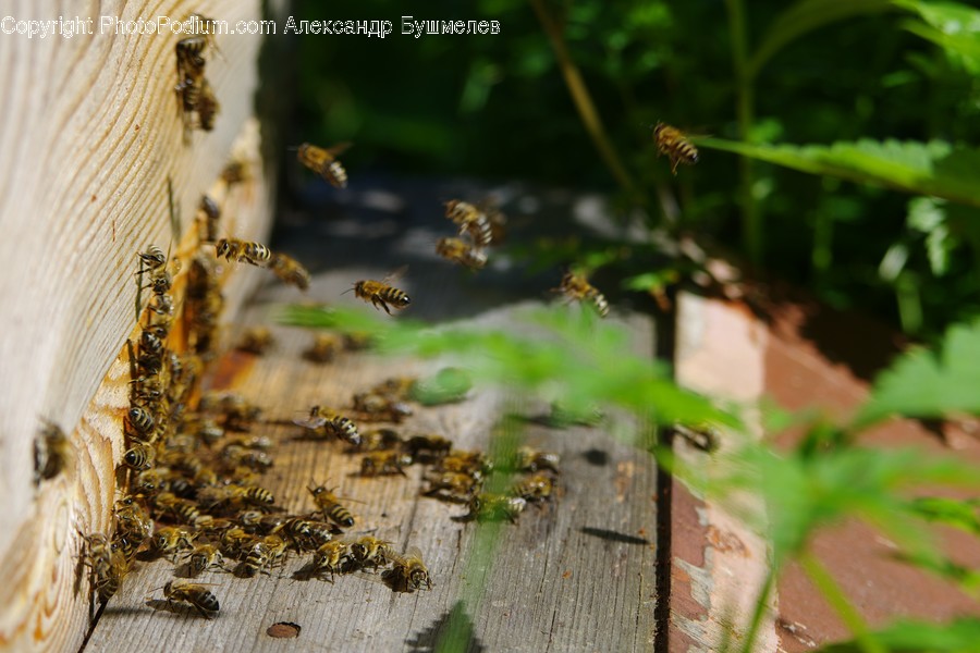 Bee, Bumblebee, Honey Bee, Insect, Invertebrate
