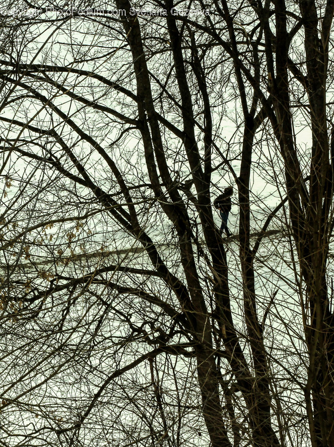 Plant, Tree, Birch, Wood, Oak