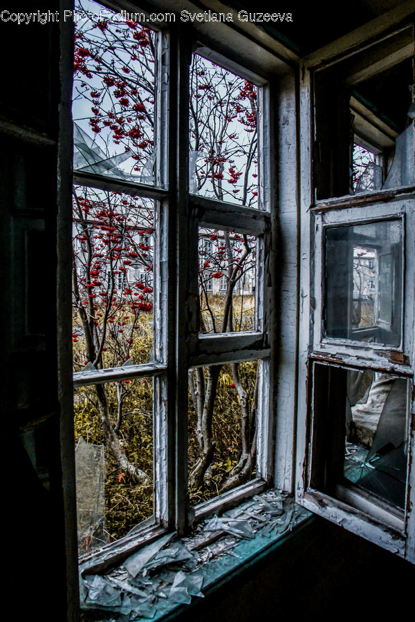 Window, Plant, Tree