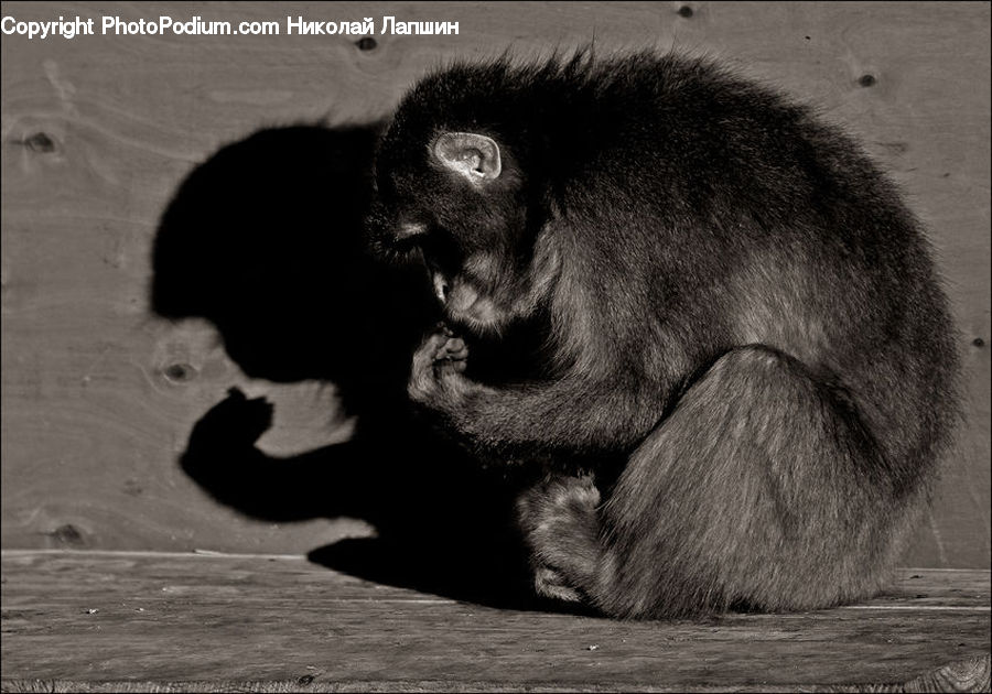 Animal, Ape, Mammal, Monkey, Asleep, Head, Portrait