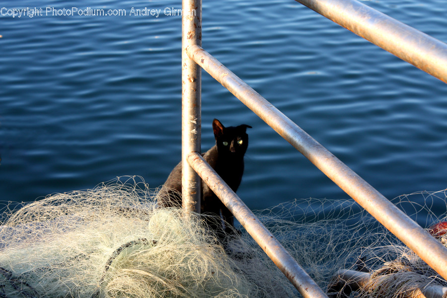 Bird, Blackbird, Animal, Black Cat, Cat