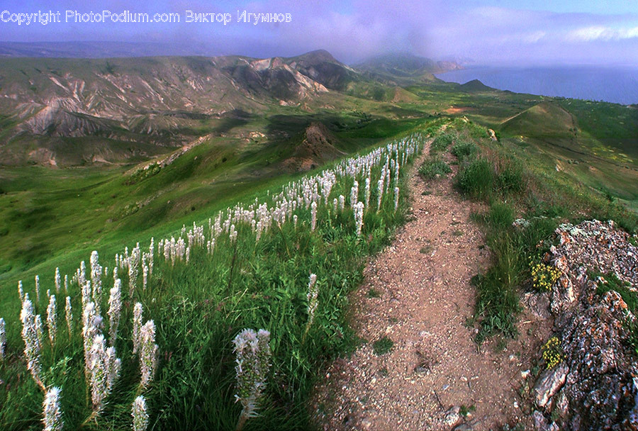 Field, Grass, Grassland, Plant, Weed