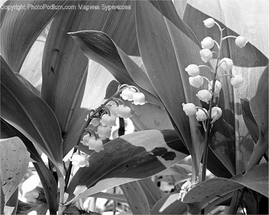 Amaryllis, Flower, Plant, Blossom, Flora