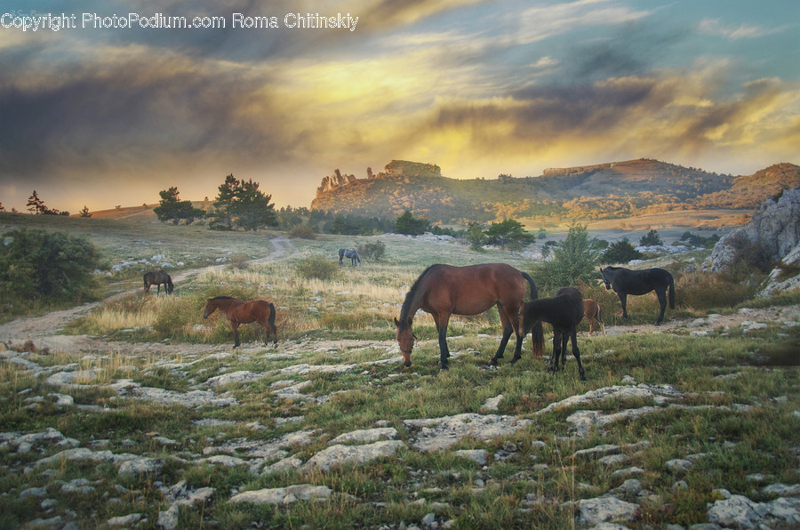 Animal, Horse, Mammal, Countryside, Grassland