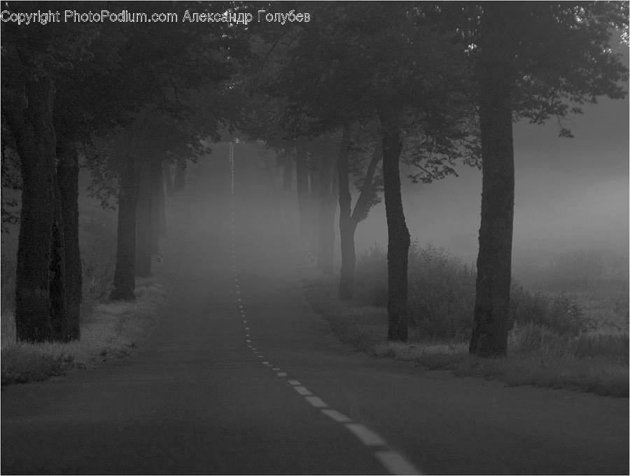 Road, Fog, Mist, Outdoors, Forest