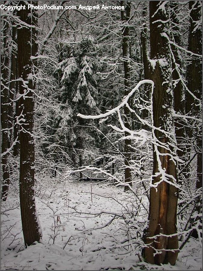 Birch, Tree, Wood, Ice, Outdoors, Snow, Frost