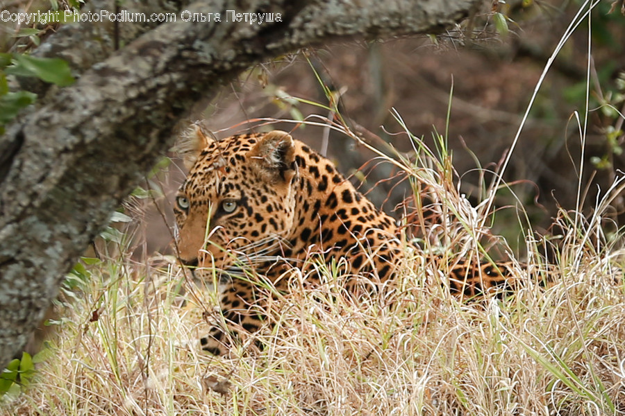 Animal, Jaguar, Leopard, Wildlife, Zoo