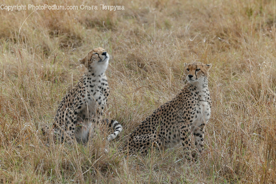Animal, Cheetah, Leopard, Wildlife, Field