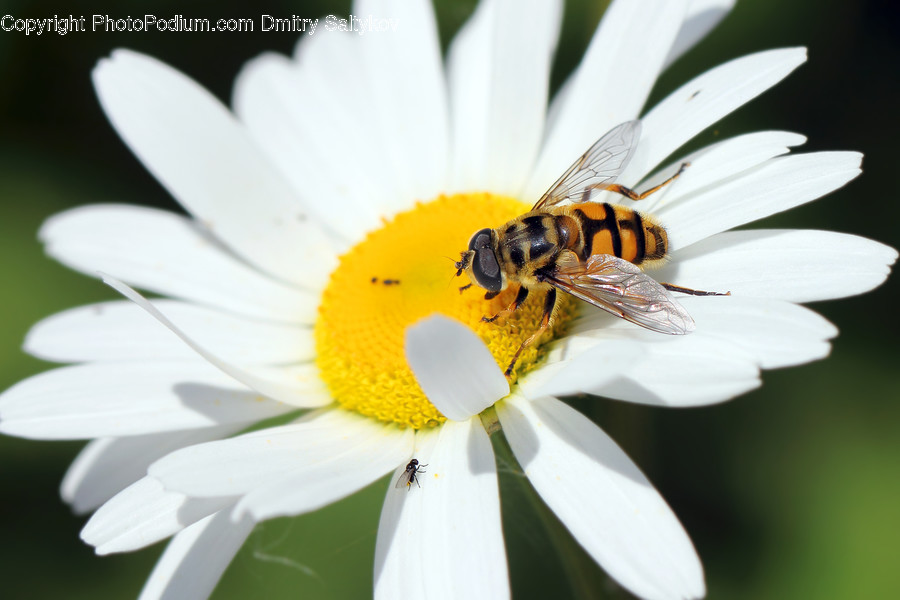 Bee, Insect, Invertebrate, Daisies, Daisy