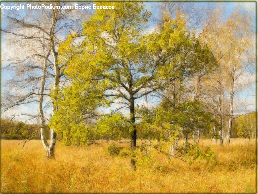 Birch, Tree, Wood, Field, Grass, Grassland, Land