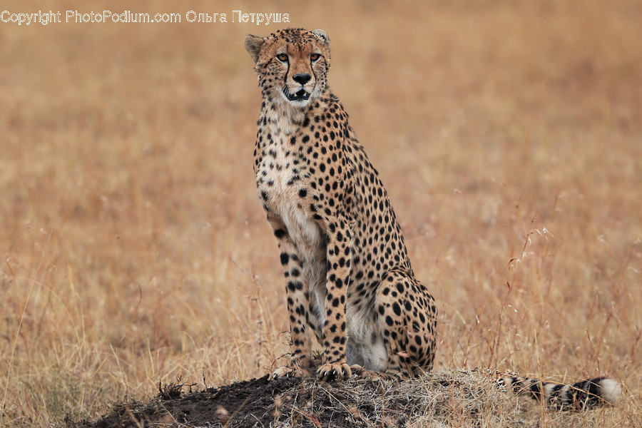 Animal, Cheetah, Leopard, Wildlife, Bush