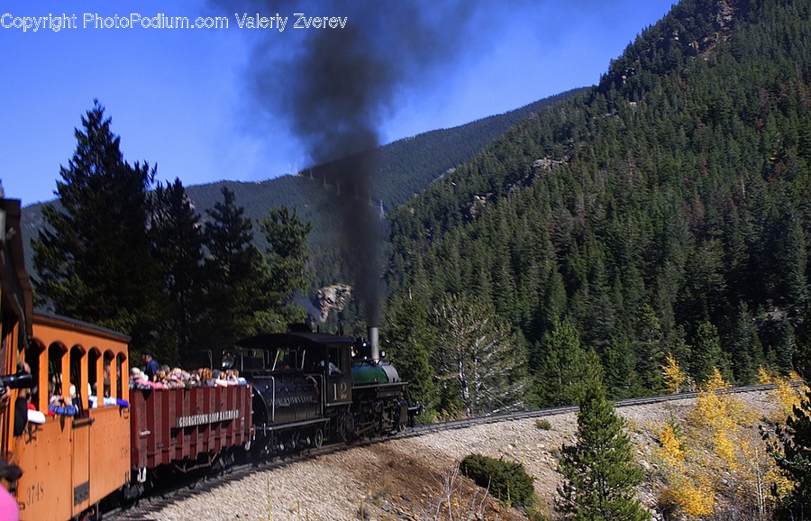 Train, Vehicle, Smoke, Conifer, Fir