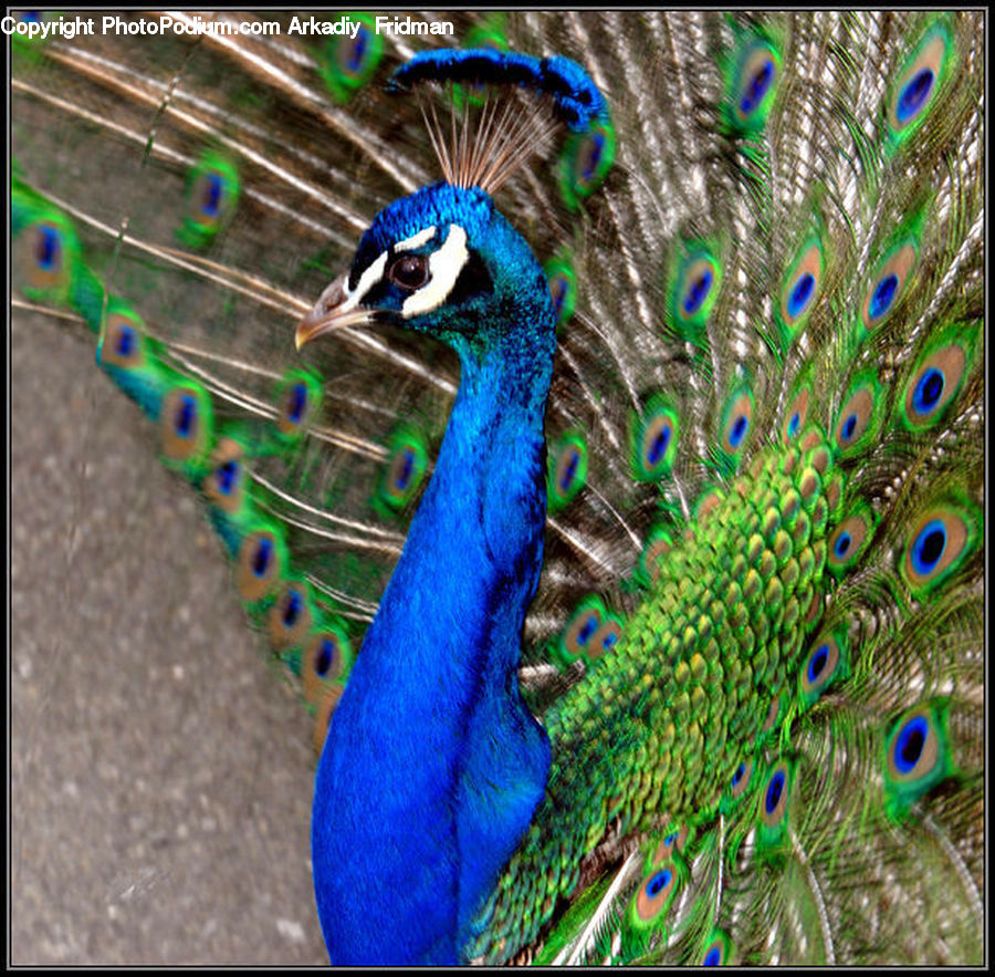 Bird, Peacock, Pheasant, Wildlife