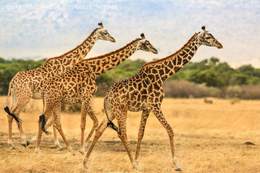 Animal, Giraffe, Mammal, Field, Grass