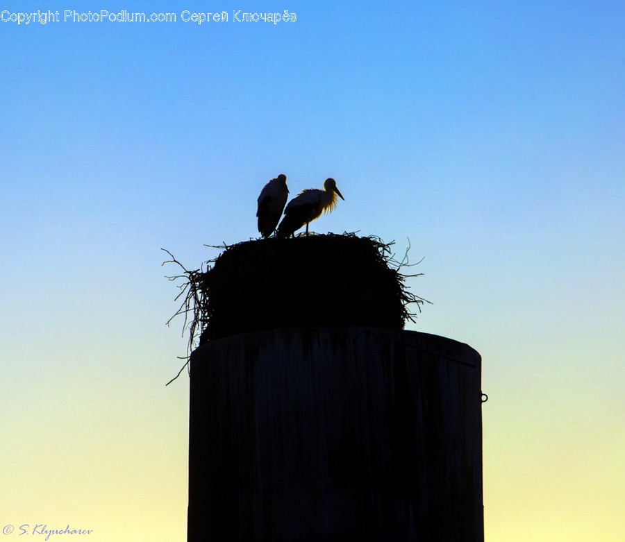 Bird, Blackbird, Crow, Stork, Condor