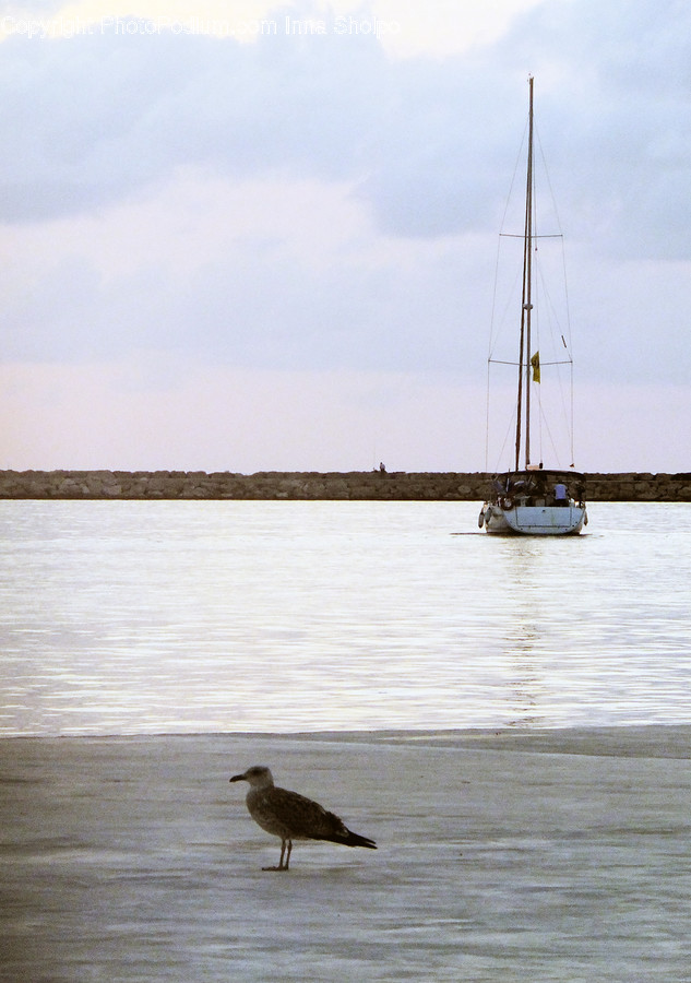 Boat, Yacht, Dinghy, Bird, Waterfowl