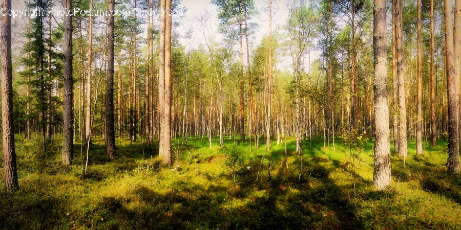Birch, Tree, Wood, Forest, Vegetation