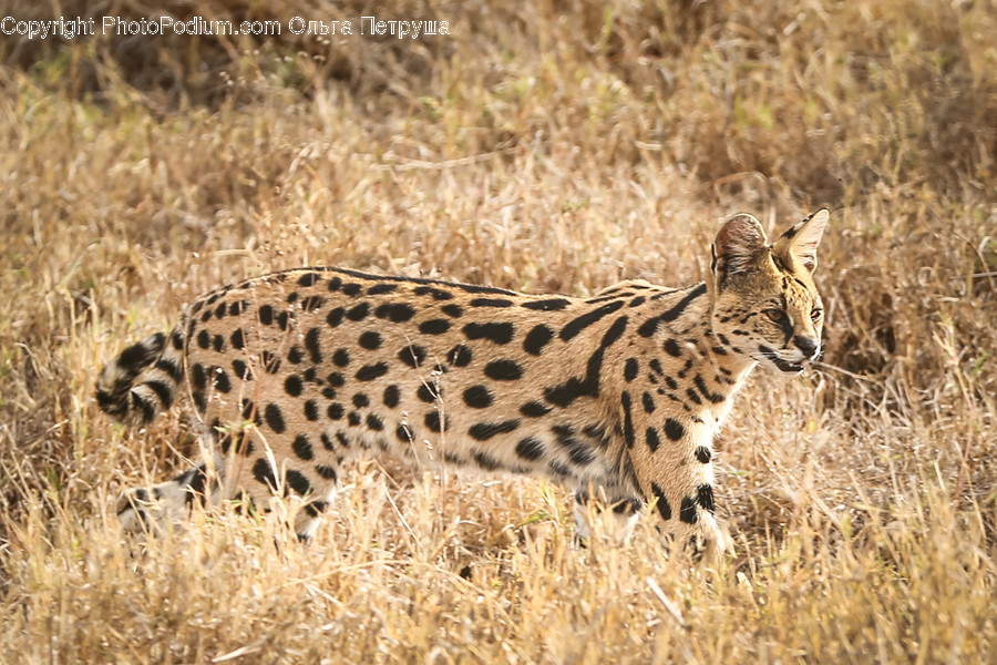 Animal, Cheetah, Leopard, Adorable, Wildlife