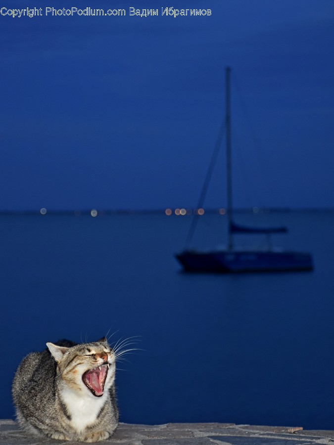 Boat, Yacht, Mouth, Teeth, Dinghy