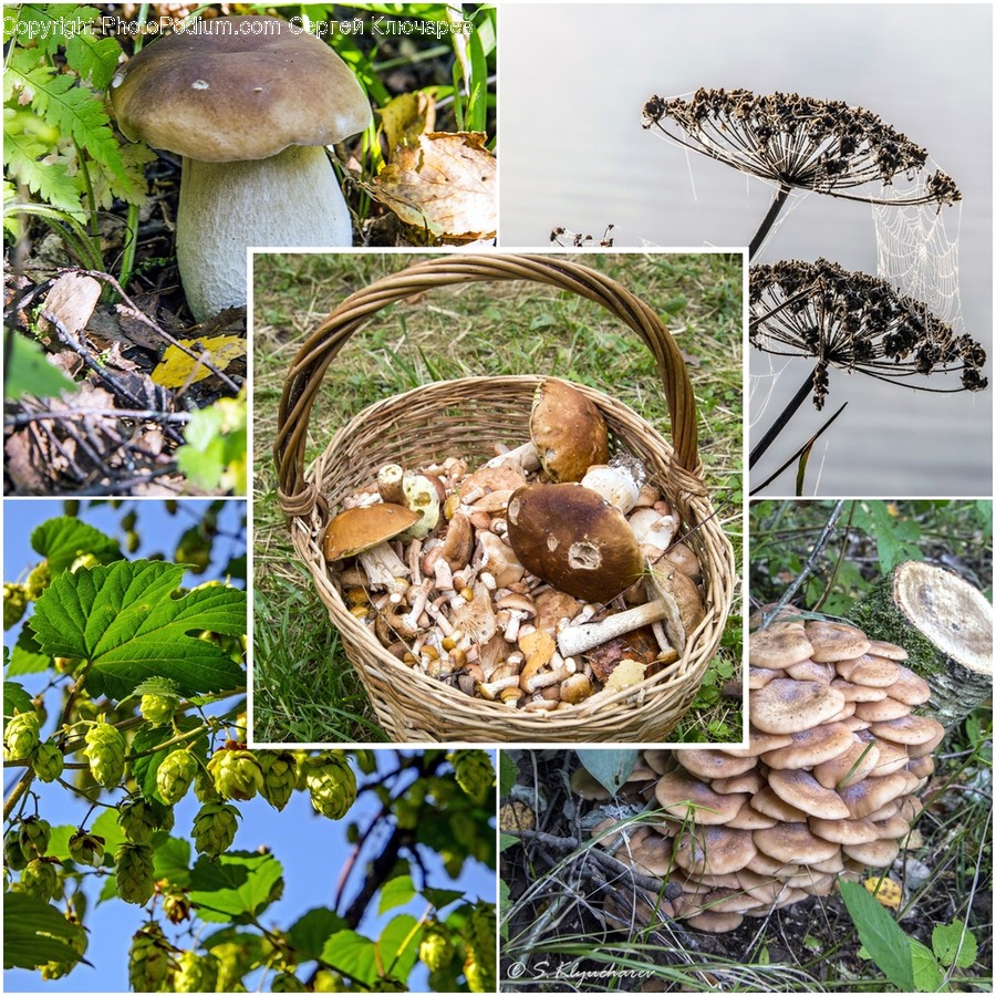 Agaric, Amanita, Fungus, Mushroom, Plant