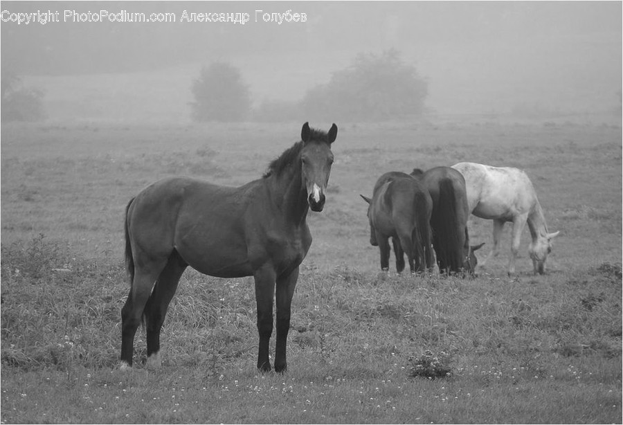 Animal, Horse, Mammal, Countryside, Grassland