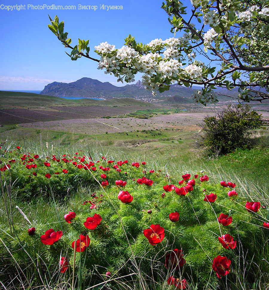 Blossom, Flora, Flower, Plant, Poppy