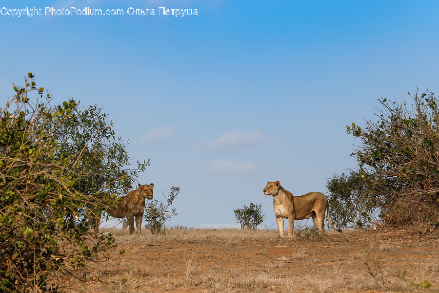 Animal, Lion, Wildlife, Gazelle, Impala