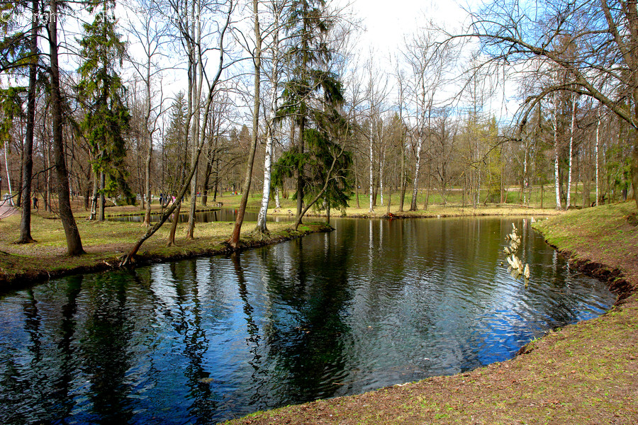Outdoors, Pond, Water, Forest, Vegetation