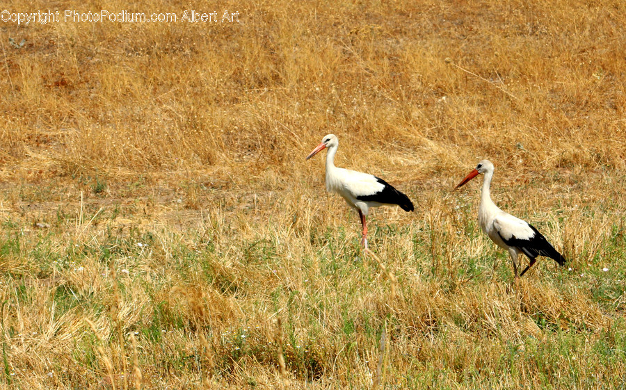 Bird, Stork, Crane Bird, Heron, Field