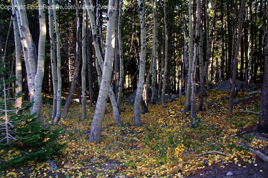 Birch, Tree, Wood, Forest, Grove