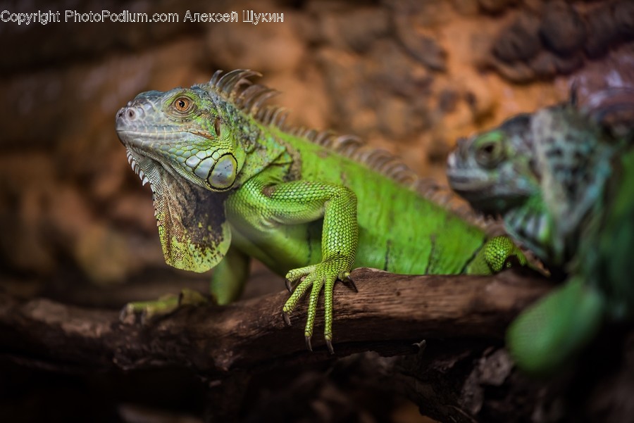 Iguana, Lizard, Reptile, Gecko, Green Lizard