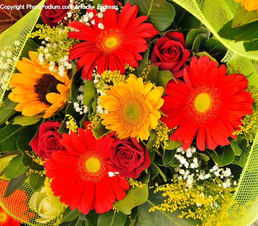 Flower, Flower Arrangement, Flower Bouquet, Flora, Plant, Treasure Flower, Blossom