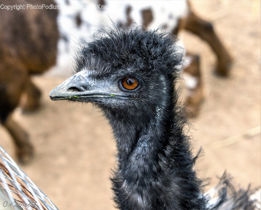 Beak, Bird, Emu, Ostrich, Head