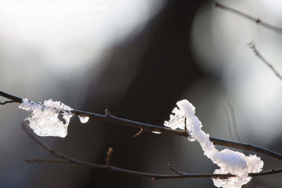 Wire, Frost, Ice, Outdoors, Snow, Blossom, Flora
