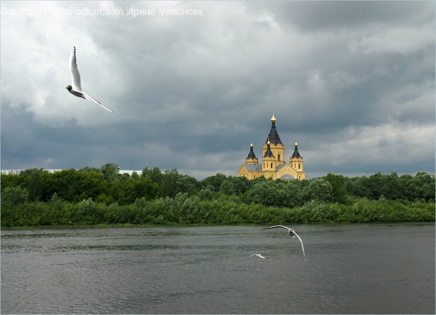 Bird, Seagull, Albatross, Architecture, Cathedral