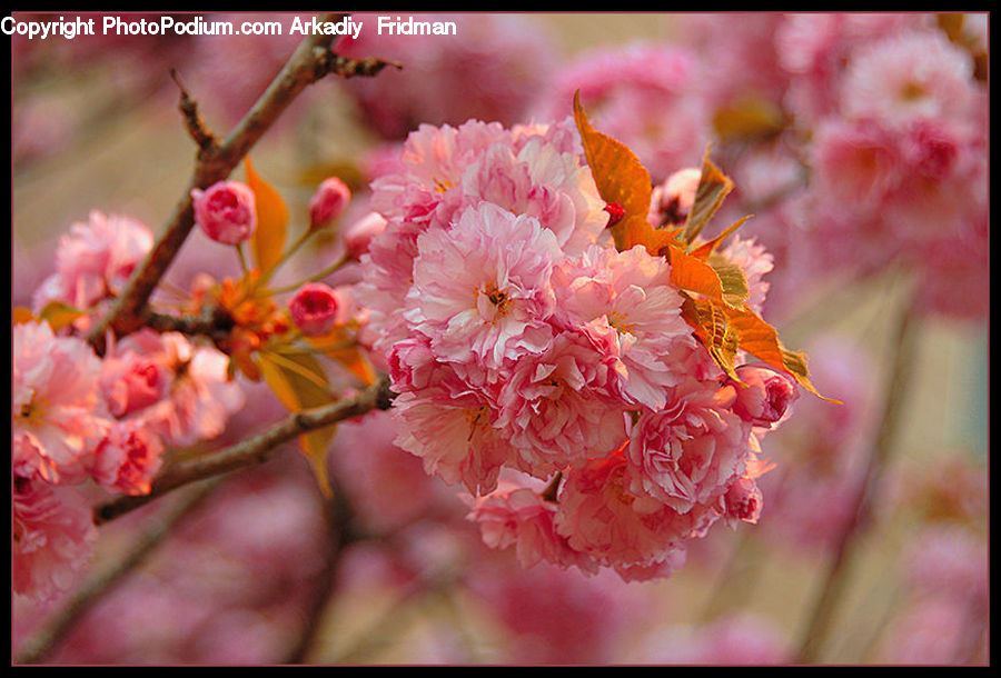 Blossom, Cherry Blossom, Flower, Flora, Plant, Maple, Maple Leaf