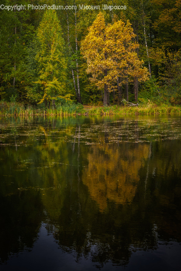 Land, Marsh, Outdoors, Swamp, Water