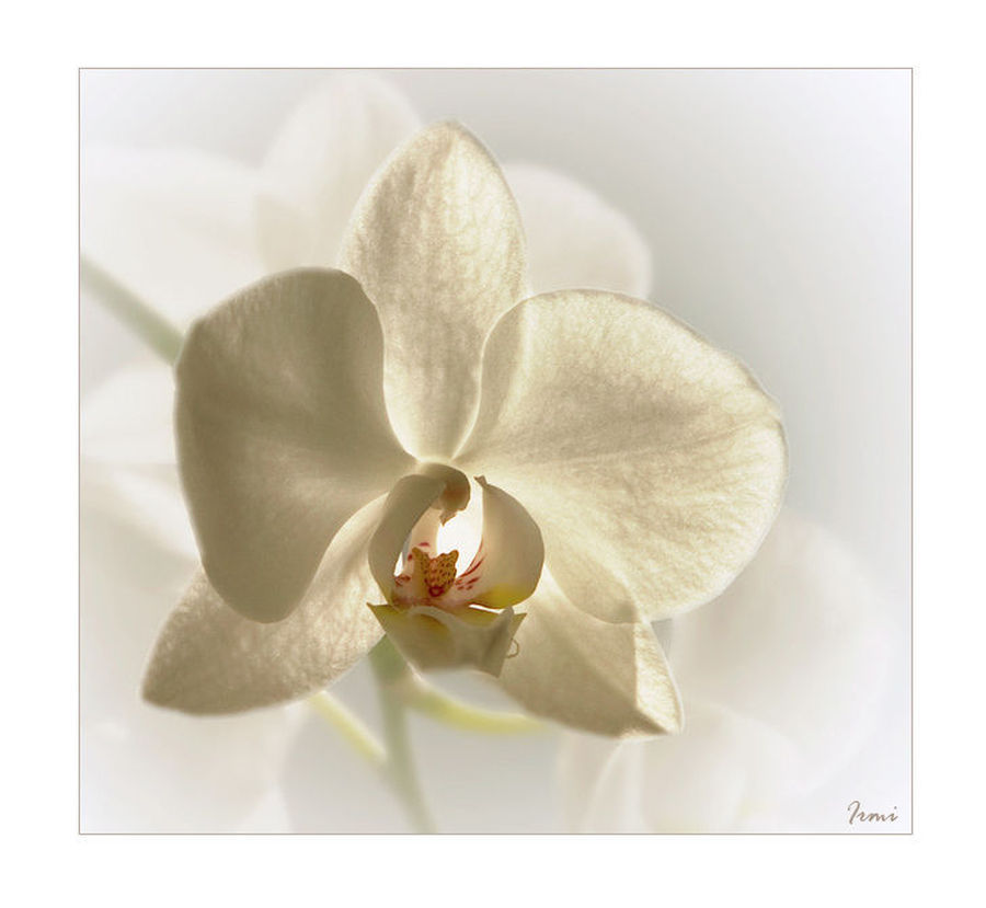 Blossom, Flora, Flower, Orchid, Plant, Lily