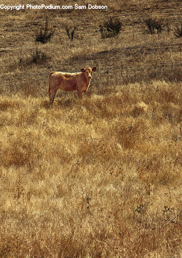 Animal, Cattle, Cow, Dairy Cow, Mammal, Gazelle, Impala