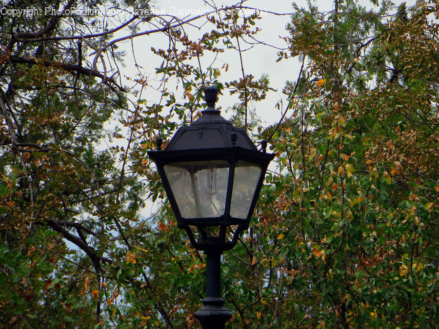 Lamp Post, Pole, Flora, Plant, Vine