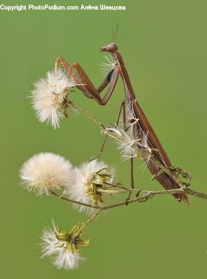 Anisoptera, Dragonfly, Insect, Invertebrate, Mosquito, Cricket Insect, Grasshopper