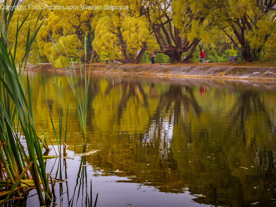 Flora, Plant, Tree, Willow, Outdoors