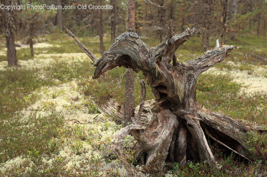 Tree Stump, Flora, Forest, Land, Nature