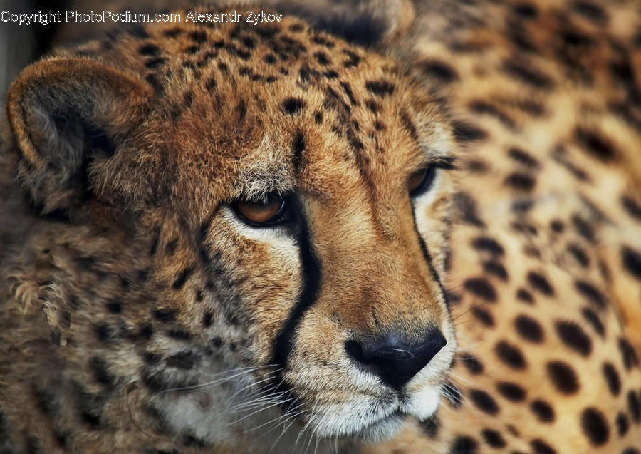 Animal, Cheetah, Mammal, Wildlife, Jaguar