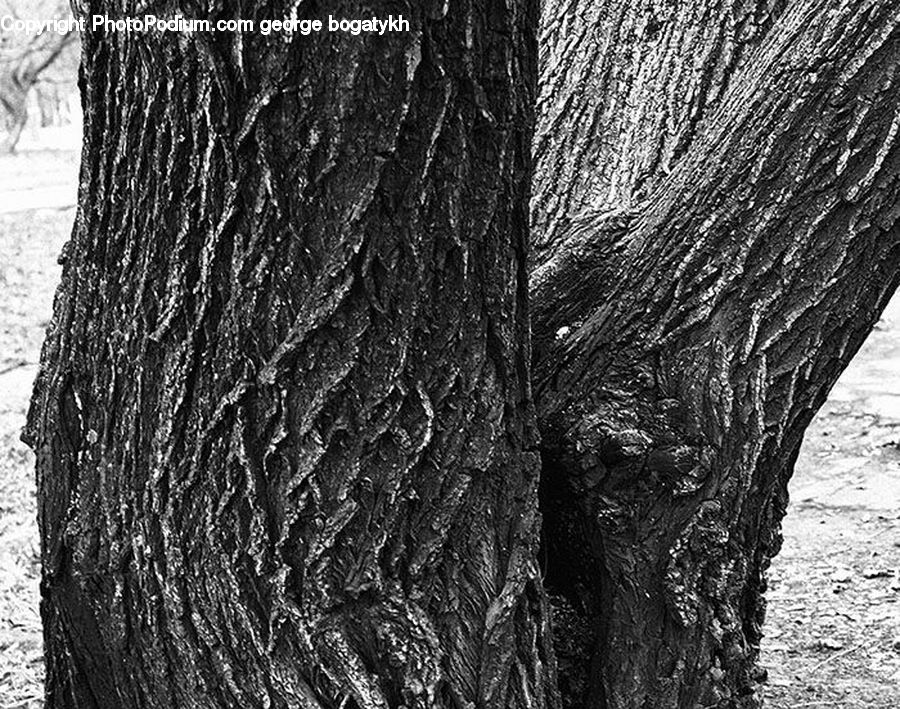 Tree Trunk, Oak, Tree, Wood, Plant, Forest, Vegetation