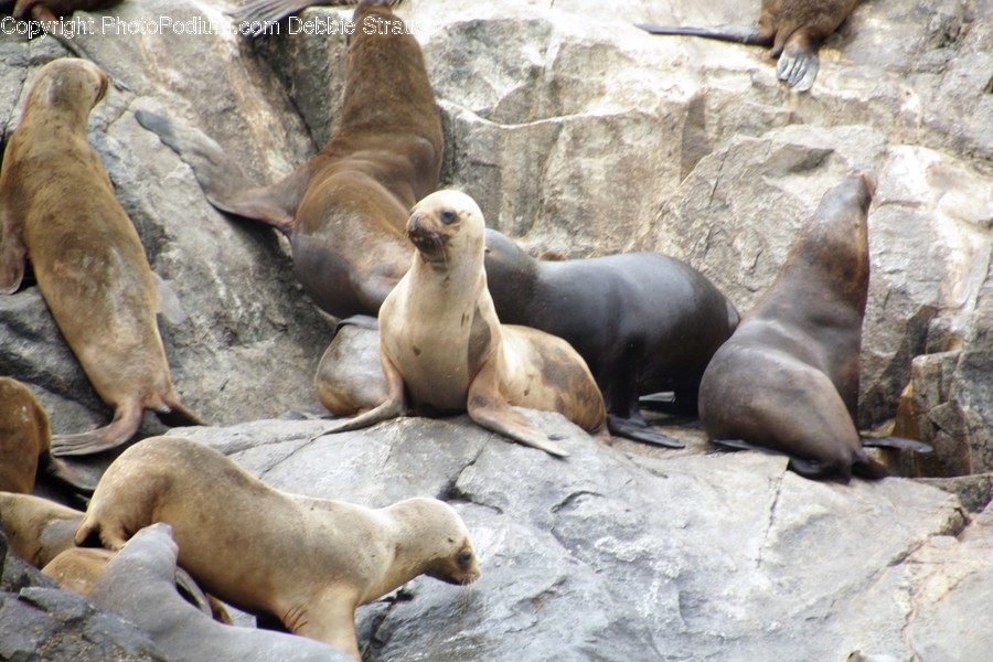 Animal, Mammal, Sea Life, Sea Lion, Seal