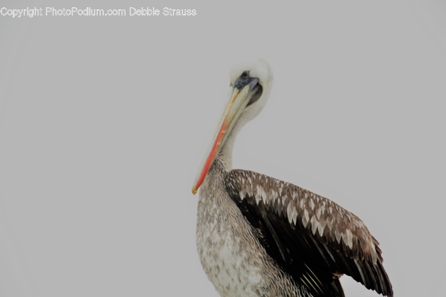 Animal, Bird, Pelican, Stork, Beak