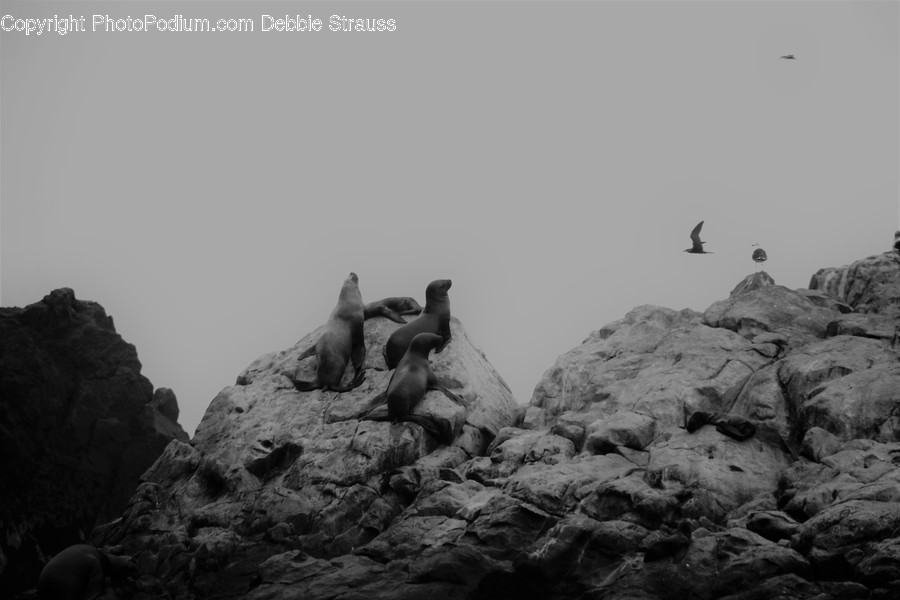 Rock, Animal, Bird, Puffin, Alps