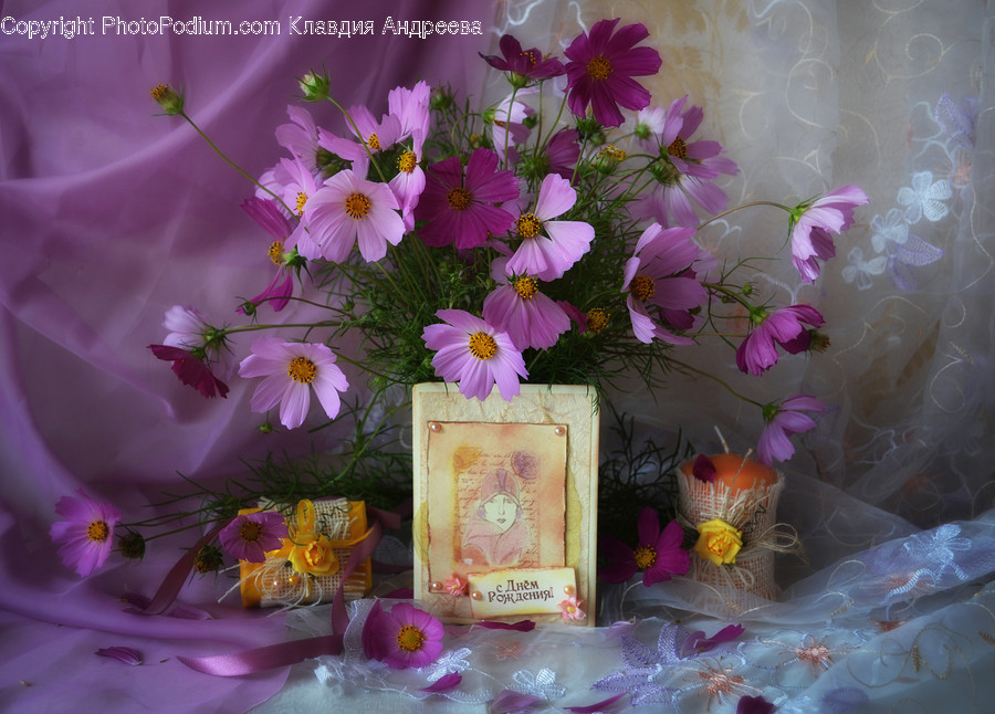 Cosmos, Flora, Jar, Plant, Potted Plant