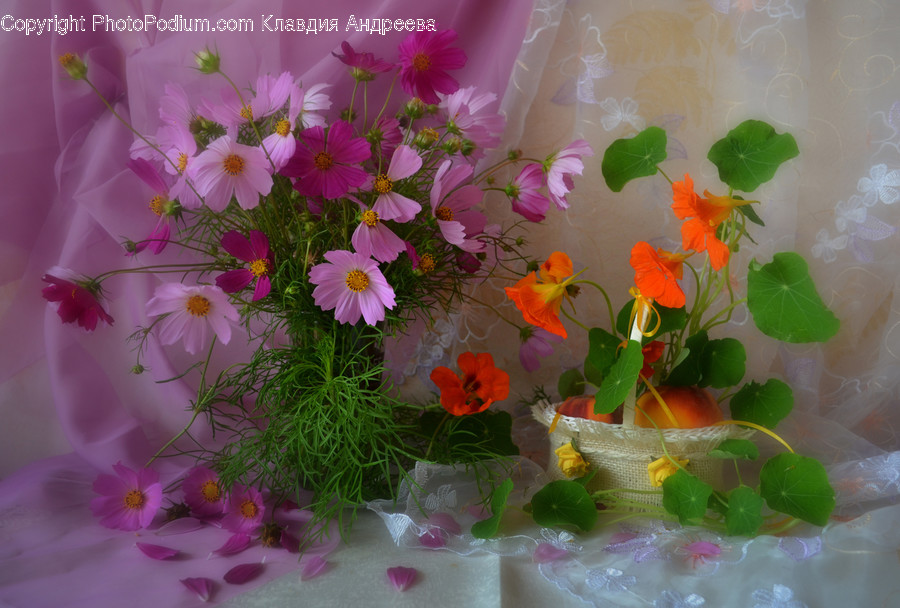 Cosmos, Flora, Jar, Plant, Potted Plant